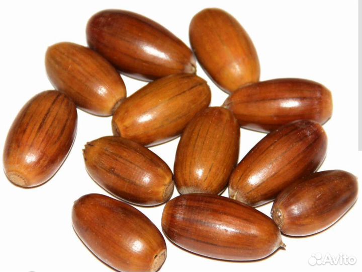 Желуди от старинного дуба