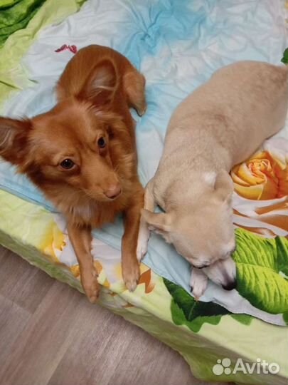 Продам щенков длинношерстных той-терьр