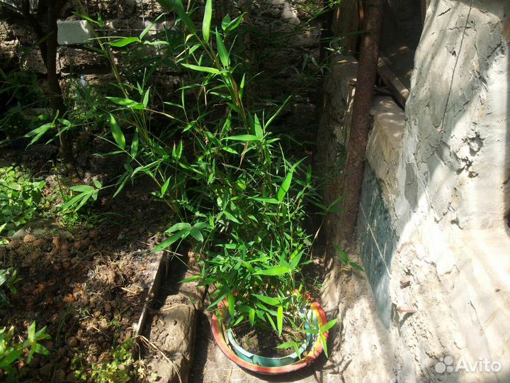 Бамбук зимостойкий Phyllostahis aurea