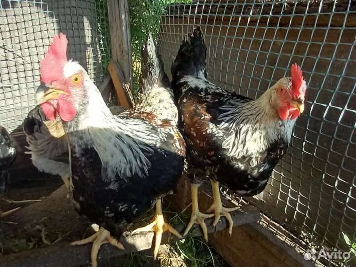 Петухи загорско лососевые