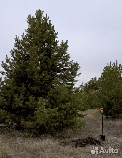 Сосна обыкновенная, крупномер