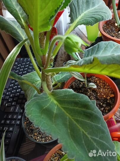 Цветущие домашние цветы