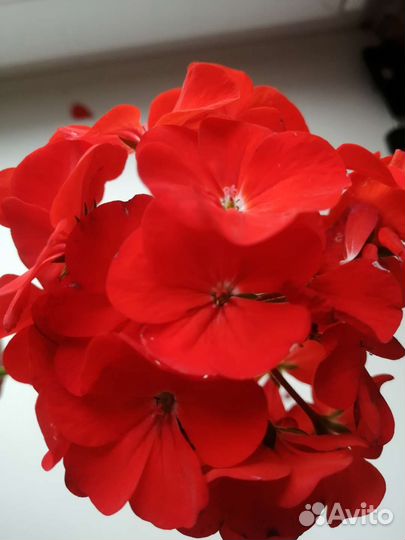 Пеларгония зональная герань