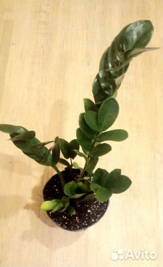 Замиокулькас мидори