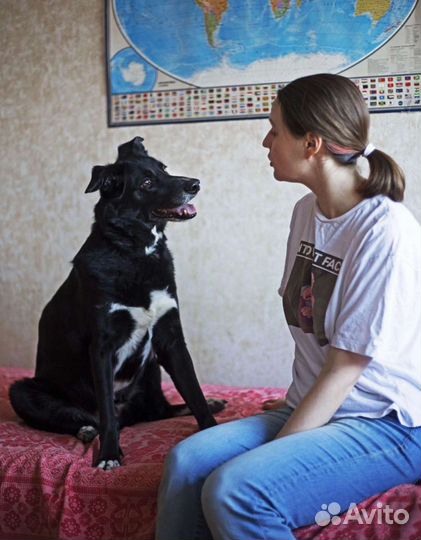 Консультация кинолога. Инструктор-дрессировщик