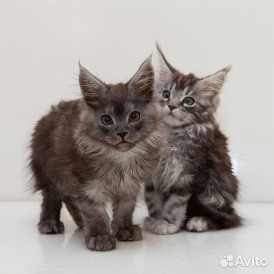 Котята мейн-кун