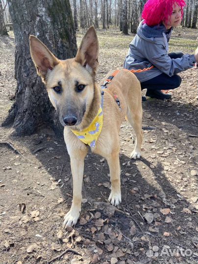 Собака в добрые руки отдам бесплатно