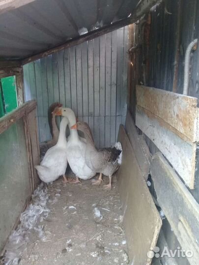 Семья гусей