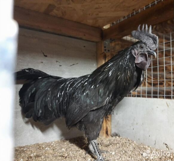 Китайские шёлковые куры, семья