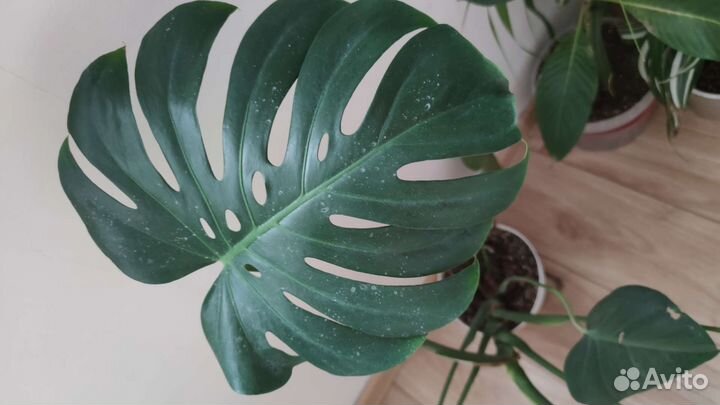 Комнатные растения цветы