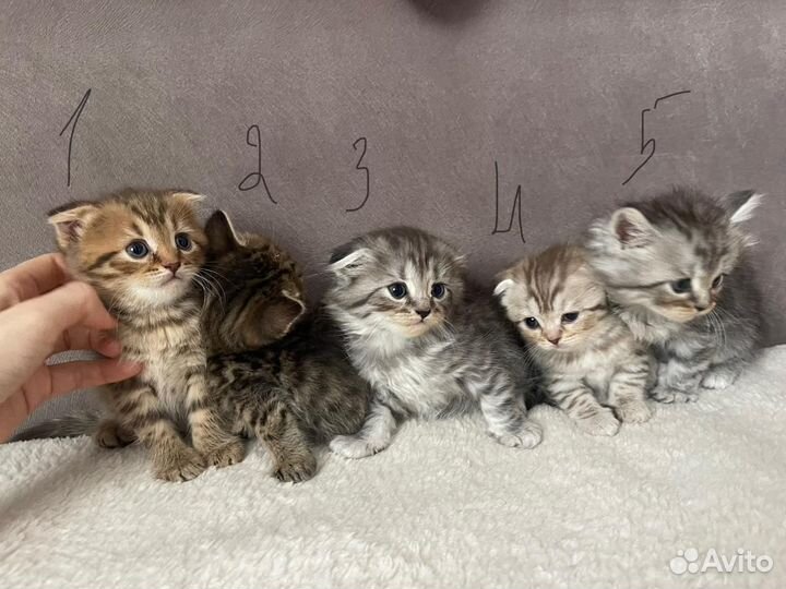 Шотландские котята