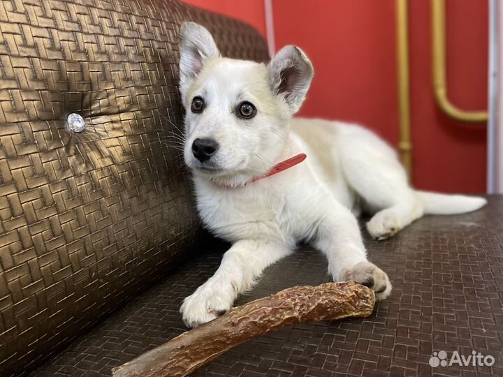 Щенок девочка ищет дом