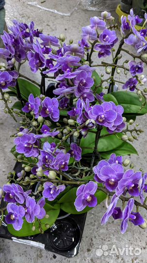 Орхидея Violet Queen (Мультифлора)