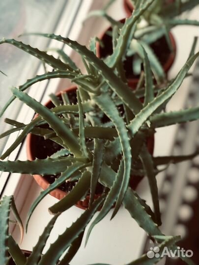 Алое лечебный