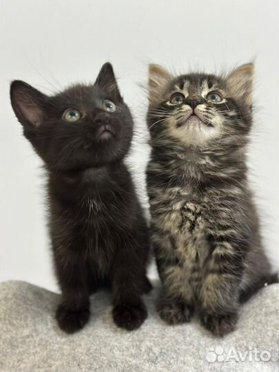 Кошки в добрые руки бесплатно