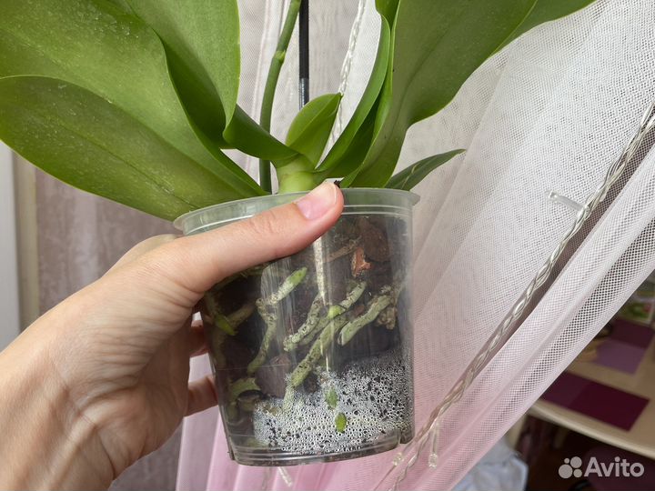 Орхидея фаленопсис сортовой ароматная