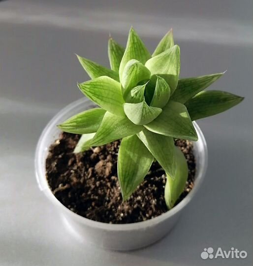 Хавортия цимбиформис. Haworthia cymbiformis