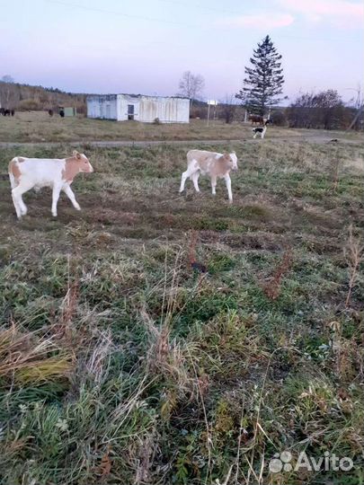 Коровы,бычки,телочки молодняк и постарше