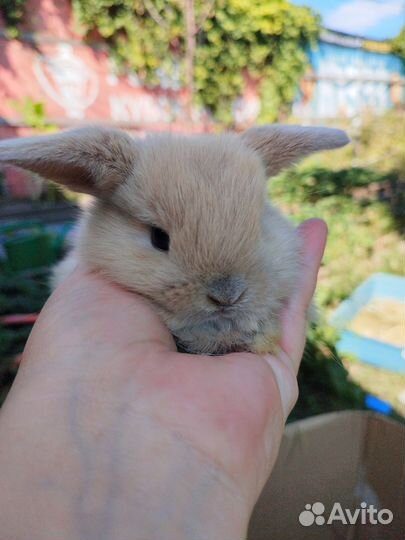 Декоративные карликовые кролики породы Минилоп