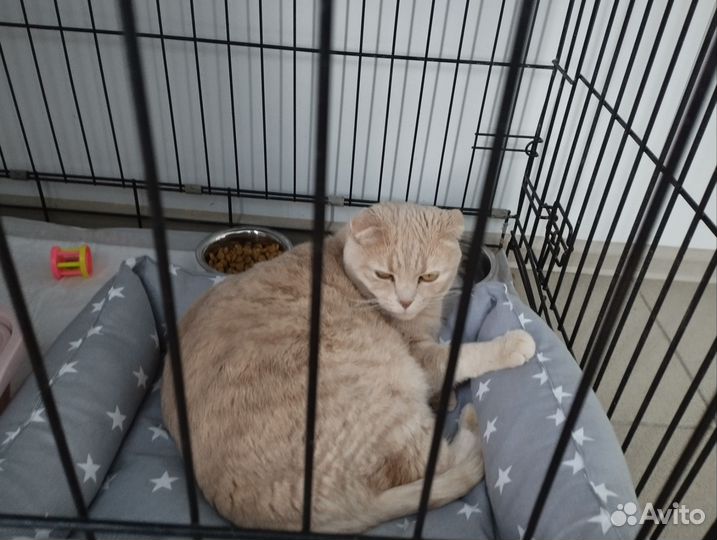 Коты и кошки в приюте