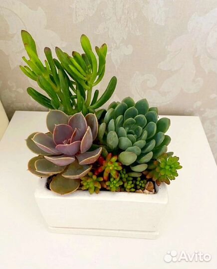 Суккуленты