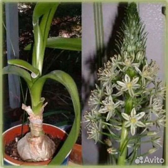 Индийский лук