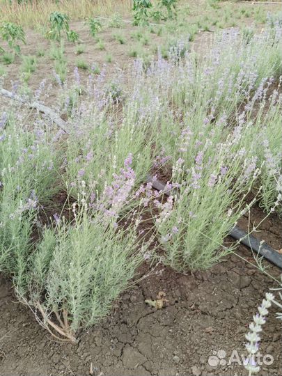 Лаванда