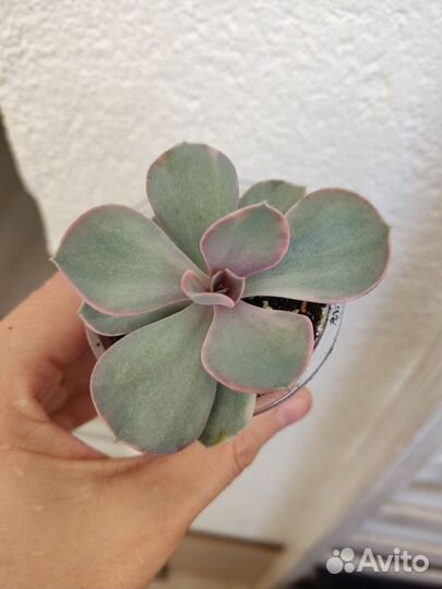 Суккуленты