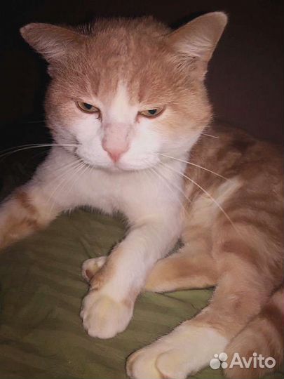 Котэ в поисках семьи