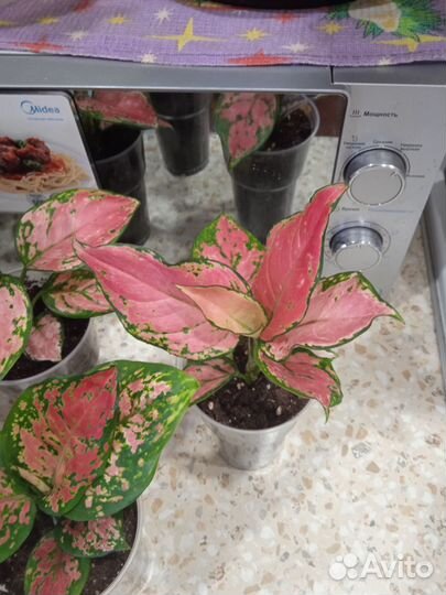 Аглаонема ред стар