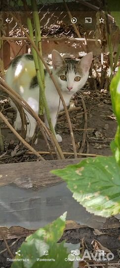 Кошки в добрые руки бесплатно