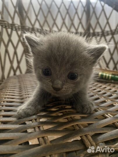 Дворянские котята дарю