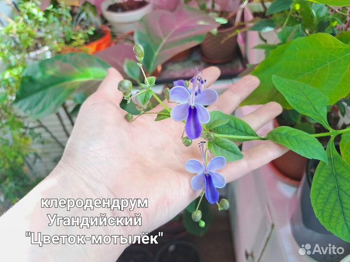 Клеродендрум,Лантана, Петровитекс