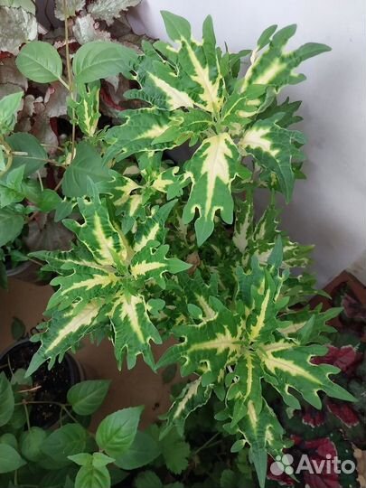 Продам цветы комнатные