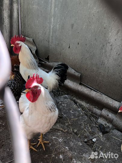 Петухи