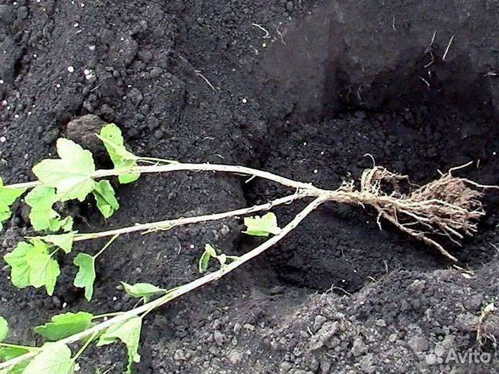 Черенки малины