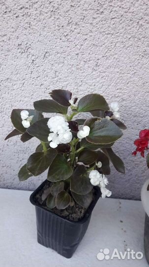 Бегония вечноцветущая махровая