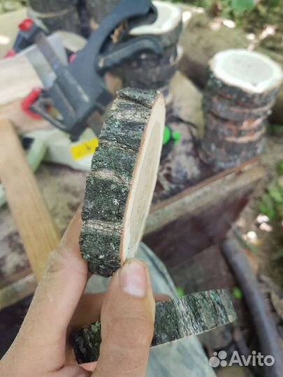 Спилы из дуба