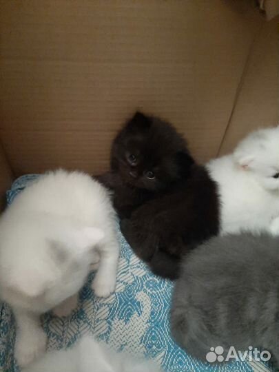 Британская