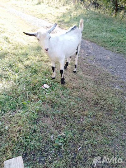 Зааненская коза