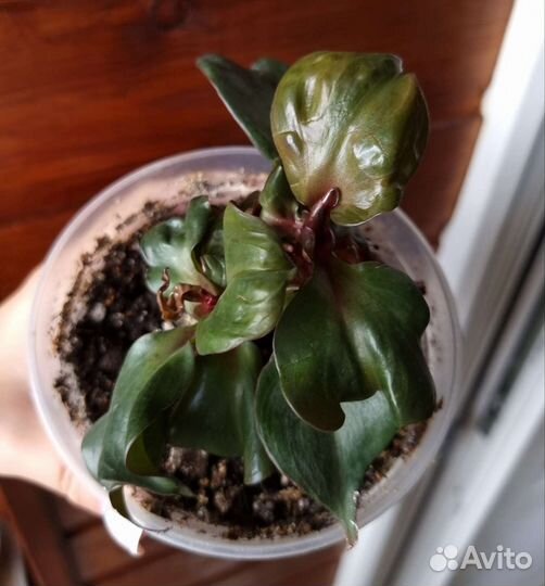 Филодендрон Блэк кардинал твист