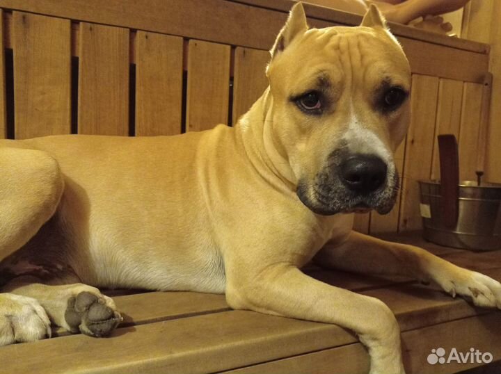 Вязка стаффордширский терьер