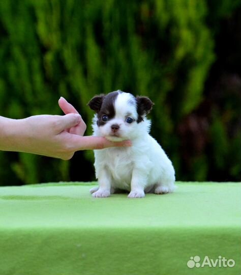 Чихуахуа девочки Дш
