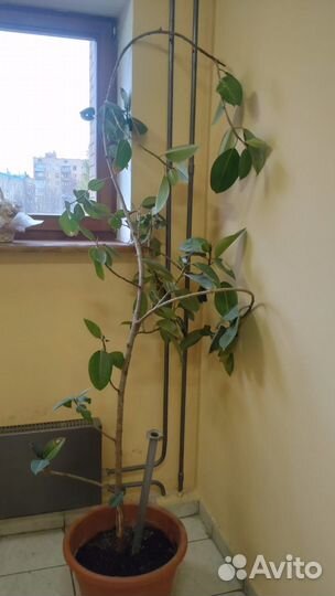 Фикус эластичный 2 метра