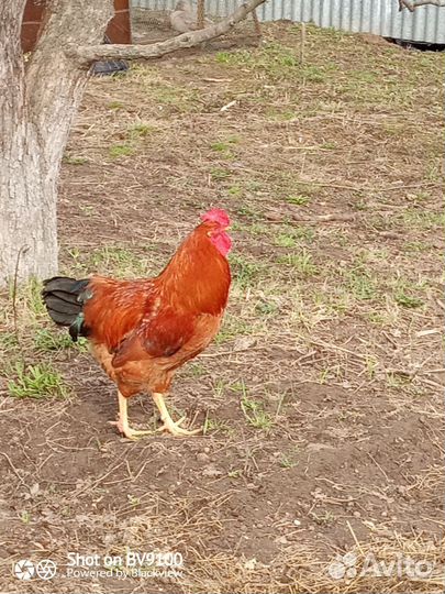 Петушки и курочки цыплята кучинской