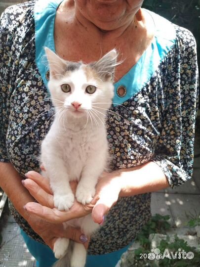 Котята ищут дом
