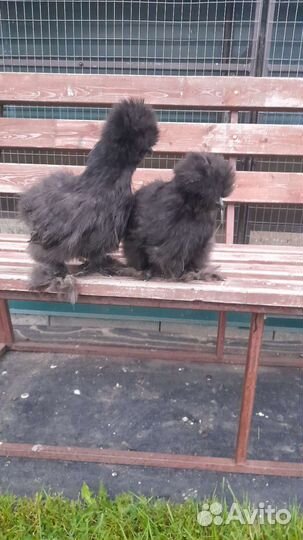 Китайские шелковые куры