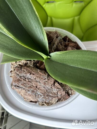 Орхидея фаленопсис белая