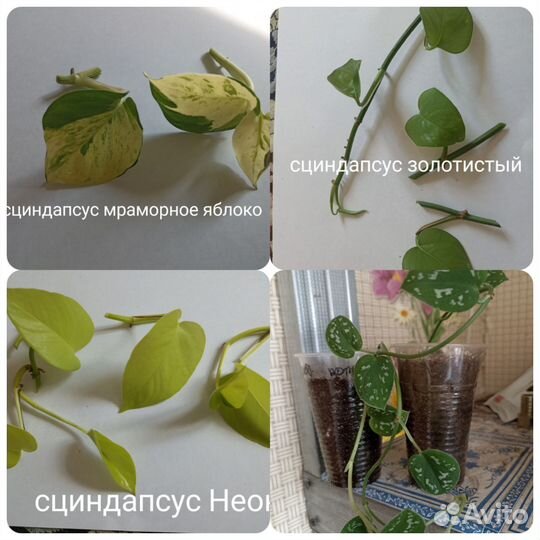 Филодендроны,сциндапсусы эпипремнумы