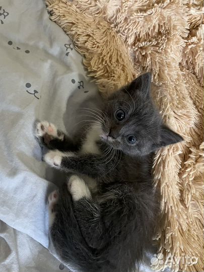 Отдам котят в добрые руки